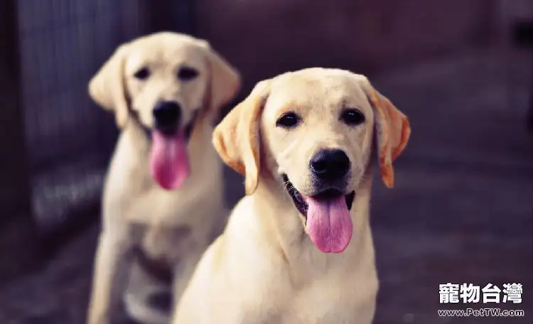 新生狗仔的護理(1圖)-寵物台灣