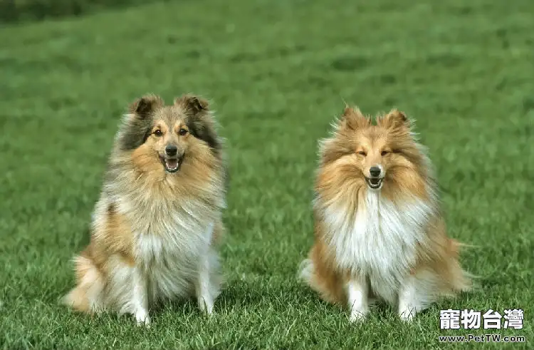 選購喜樂蒂牧羊犬技巧