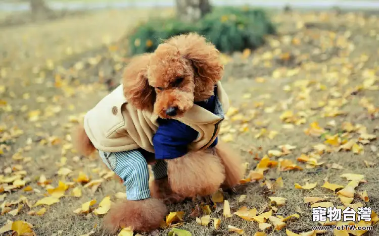 貴賓犬要不要斷尾(1圖)-寵物台灣