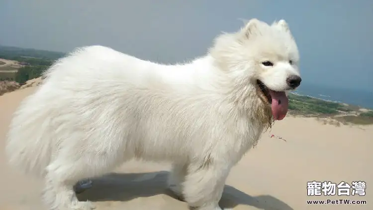 薩摩耶幼犬餵養方法(1圖)-寵物台灣