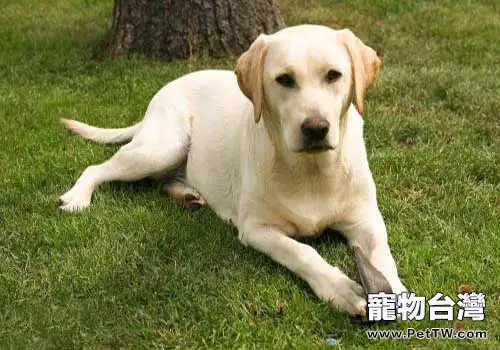 拉布拉多多少錢一隻?影響價格的原因有哪些?(1圖)-寵物台灣
