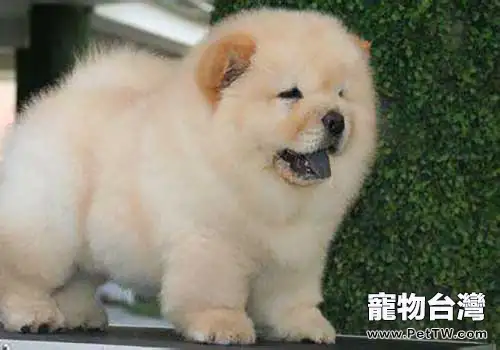 松獅多少錢一隻?購買松獅應該注意什麼?(1圖)-寵物台灣