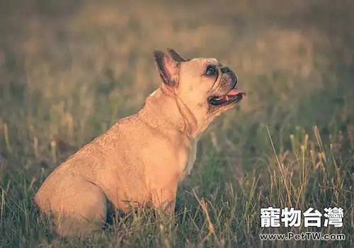 法國鬥牛犬市場價格盤點，導致價格不同的因素有哪些？