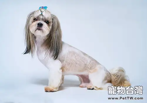 西施犬市場價格盤點，多少錢一隻？