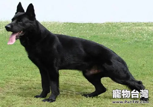 東德牧羊犬價格分析，東德牧羊犬多少錢一隻？