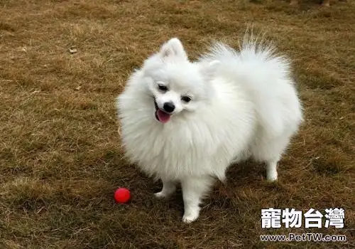 博美 犬（松鼠狗）多少錢一隻？純種博美 犬（松鼠狗）多少錢一隻？