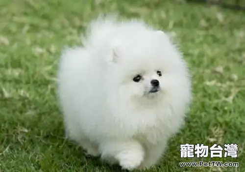 一隻小博美 犬（松鼠狗）多少錢？怎麼飼養？