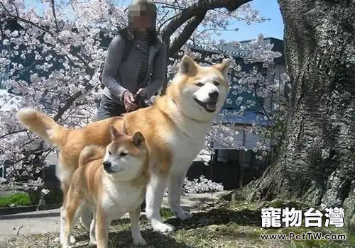 柴犬和秋田犬的區別有哪些？