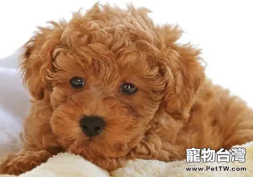 純種泰迪犬多少錢一隻?泰迪犬價格盤點0(1圖)-寵物台灣