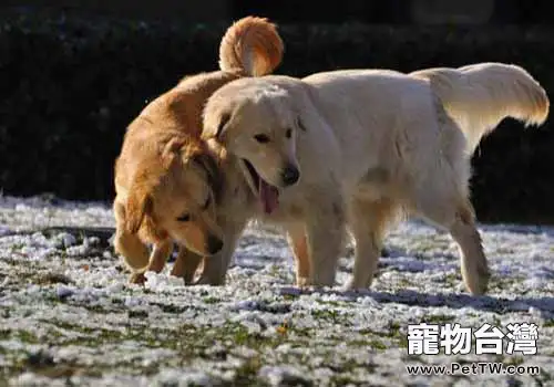 黃金獵犬怎麼養,養金毛要注意什麼？