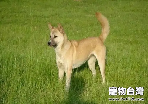 草狗智商低嗎？中華田園犬有你不知道的優點