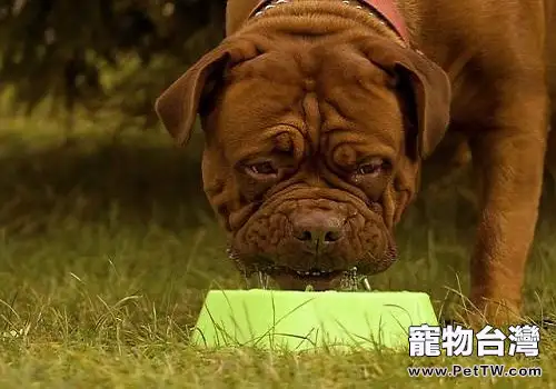 波爾多犬多少錢一隻？波爾多犬價格介紹