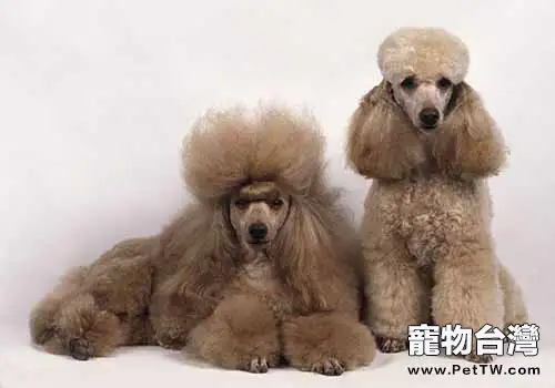 貴賓犬飼養的注意事項都有哪些?(1圖)-寵物台灣
