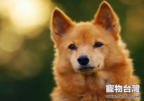 芬蘭獵犬怎麼樣?芬蘭獵犬特點介紹(1圖)-寵物台灣
