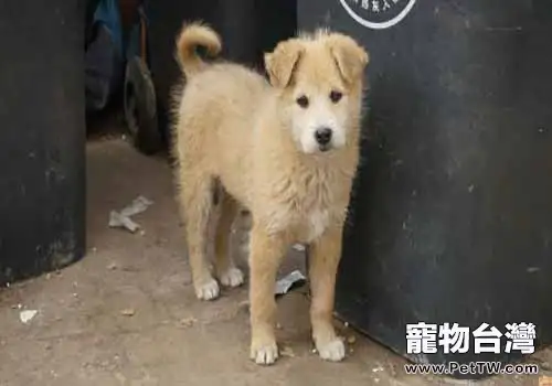 你知道領養狗狗都需要什麼條件嗎?(1圖)-寵物台灣