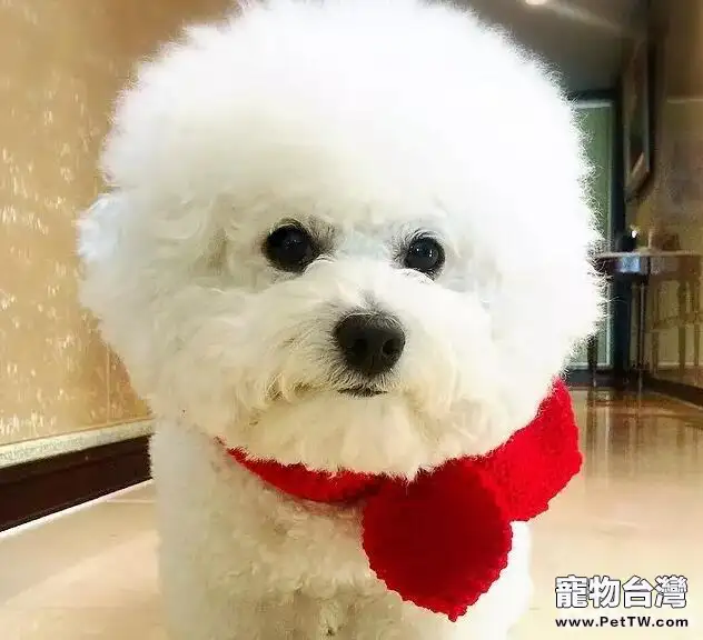狗狗餵食禁忌,哪些食物不能給狗狗吃?(共3張圖片)-寵物台灣