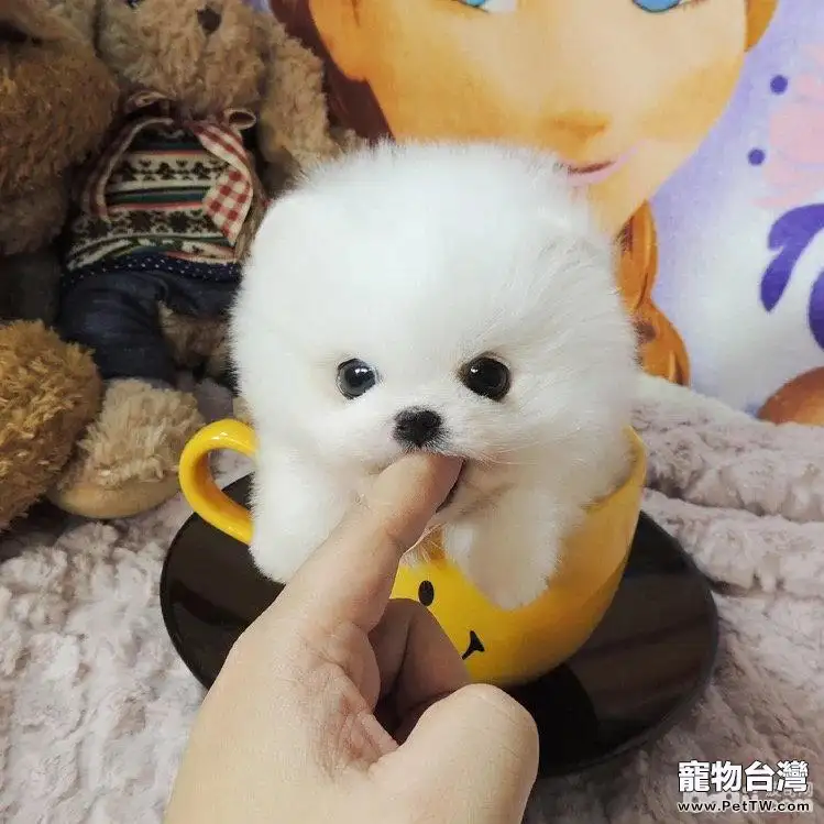 這幾種茶杯犬你見過嗎？茶杯犬種類介紹