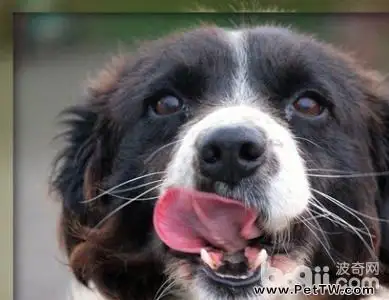 老年犬怎麼飼養？