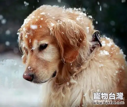 老年犬怎麼飼養？