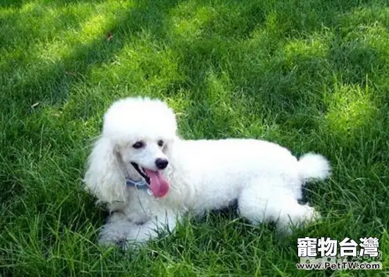 養狗狗的六不要，飼養狗狗的注意事項