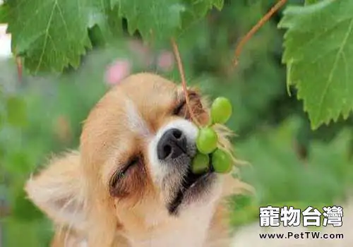 狗狗可以吃葡萄嗎,狗狗吃葡萄會怎麼樣?(1圖)-寵物台灣