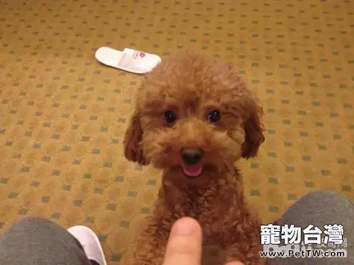 狗狗吃便便怎麼辦?狗狗為什麼吃便便(共3張圖片)-寵物台灣