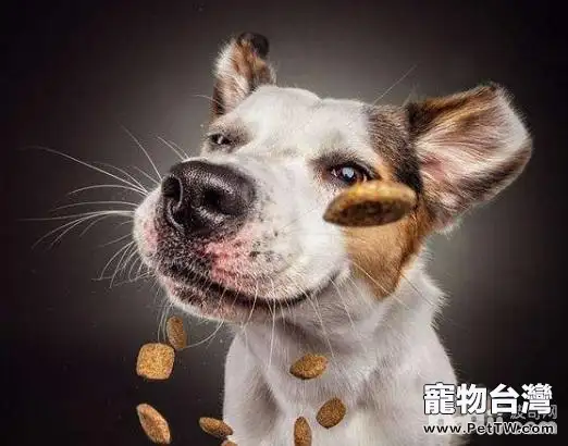 狗狗飲食搭配,狗狗飲食搭配的誤區有哪些?(共2張圖片)-寵物台灣