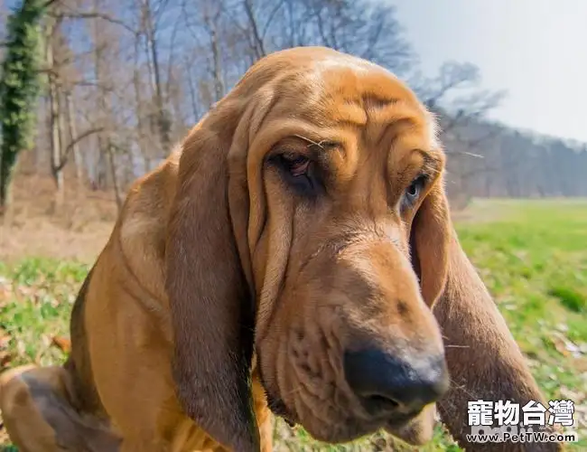 盤點十大體味重的狗狗,哪些狗狗的體味重?(共10張圖片)-寵物台灣