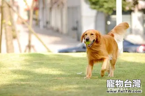 狗狗太活潑應該怎麼辦，狗狗太活潑的原因