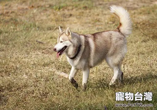 春季養狗的注意事項都有哪些？