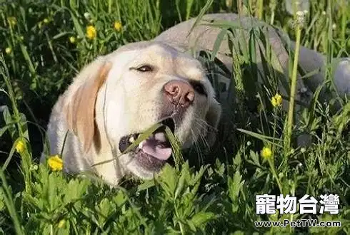 狗狗這五種異常行為代表什麼意思