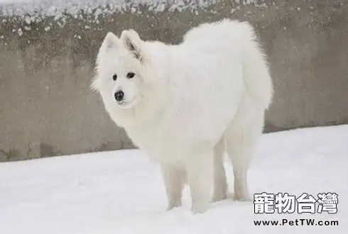 冬天怎麼養狗？冬天養狗注意事項有哪些？