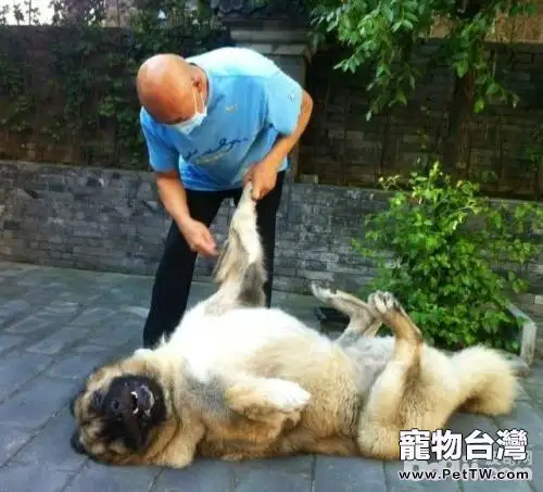 狗狗暈動症怎麼辦?狗狗暈動症的治療方法(共3張圖片)-寵物台灣