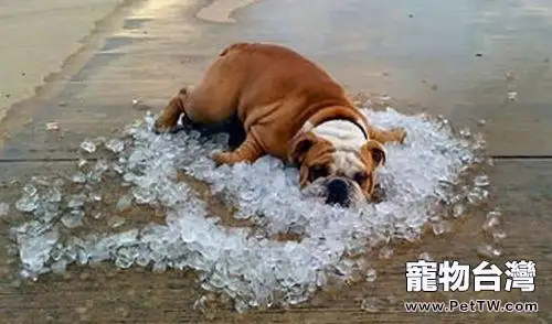 狗狗中暑了怎麼辦?狗狗中暑的治療方法(共3張圖片)-寵物台灣