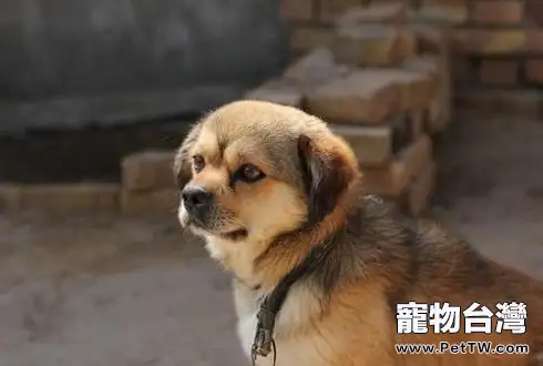 狗狗領養 狗狗領養流程及注意事項