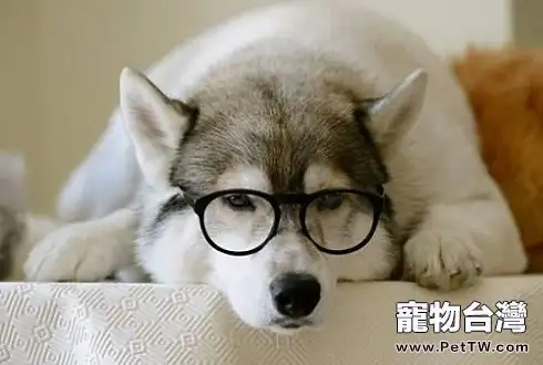 狗狗腸炎怎麼辦 狗狗腸炎治療方法介紹(共3張圖片)-寵物台灣