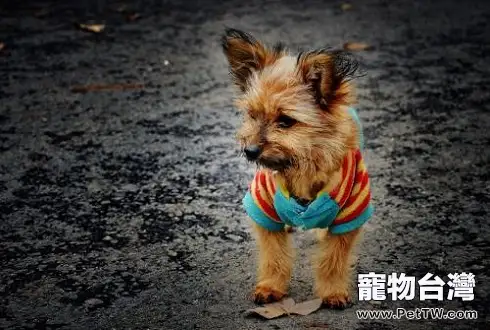 領養的流浪犬應該怎麼飼養 