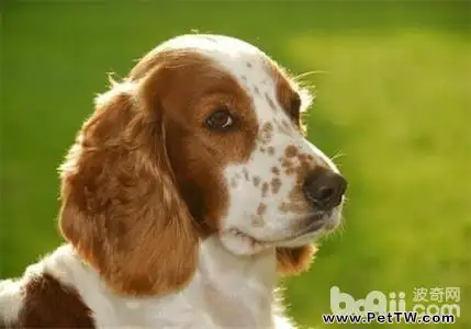  史賓格犬飼養方法及選購技巧