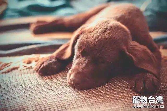 狗狗得了犬心絲蟲病怎麼辦 犬心絲蟲病怎麼治療