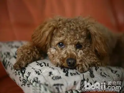 狗狗得了犬心絲蟲病怎麼辦 犬心絲蟲病怎麼治療