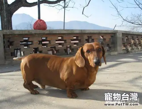 臘腸犬怎麼樣 如何挑選一隻好的臘腸犬(共3張圖片)-寵物台灣