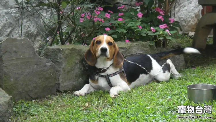 米格魯犬的飼養與常見疾病