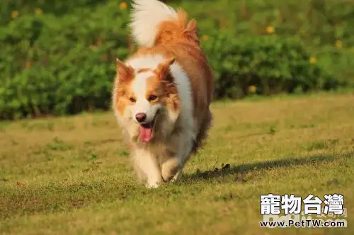 怎樣選購一隻好的邊境牧羊犬？