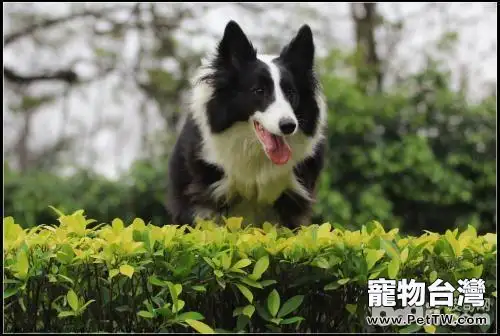 怎樣選購一隻好的邊境牧羊犬？