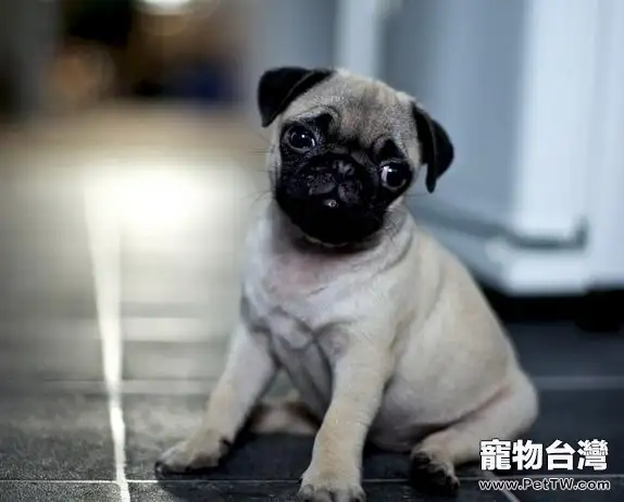 怎樣給狗狗取一個好的名字(1圖)-寵物台灣