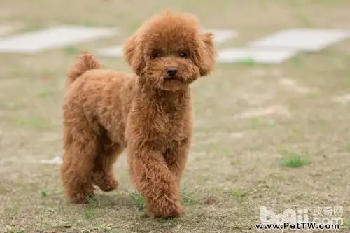 泰迪犬的優點及缺點詳細介紹(共2張圖片)-寵物台灣