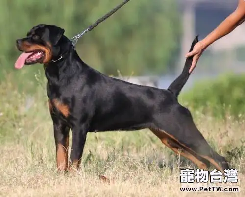 羅威那犬怎麼樣 羅威那犬好養嗎