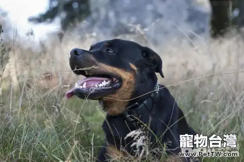 羅威那犬怎麼樣 羅威那犬好養嗎