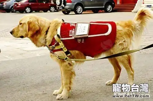 導盲犬詳細介紹 帶你瞭解真正的導盲犬