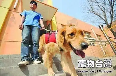 導盲犬詳細介紹 帶你瞭解真正的導盲犬